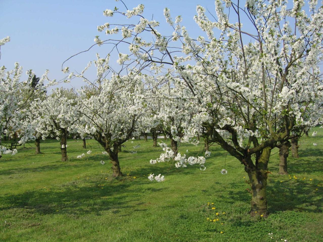 Bachenbrock Premium-Ferienhaus Ingrid Marie Im Feriendorf Altes Land An Der Elbe מראה חיצוני תמונה